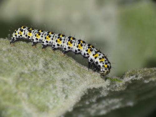 Réf. 229 114 : Cucullia verbasci